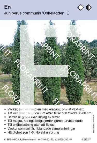 Juniperus com Oskeladden E