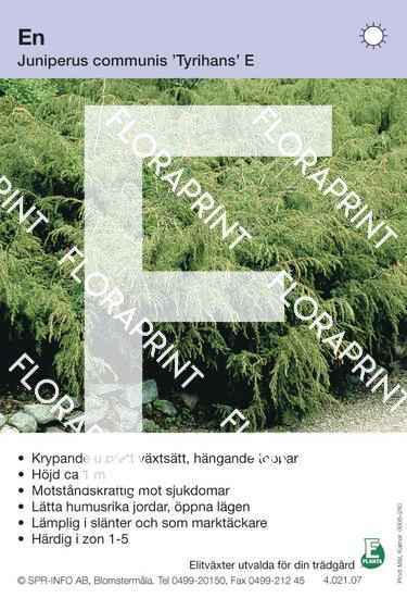 Juniperus com Tyrihans E