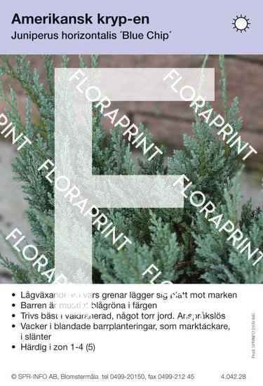 Juniperus hor Blue Chip