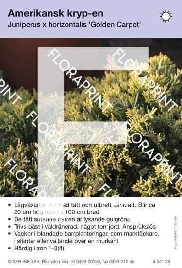 Juniperus hor Golden Carpet