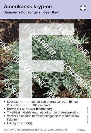 Juniperus hor Icee Blue
