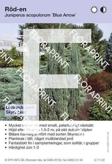 Juniperus scop Blue Arrow
