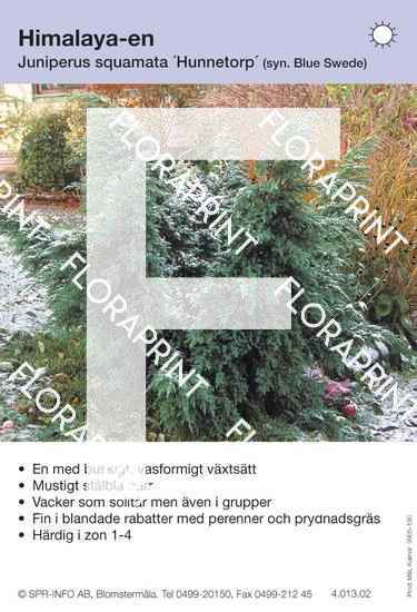 Juniperus squamata Hunnetorp (Blue Swede)