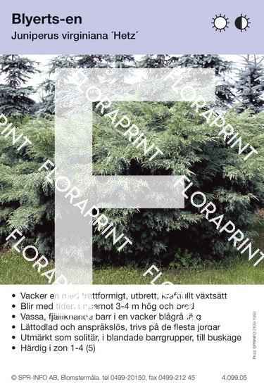 Juniperus virginiana Hetzii
