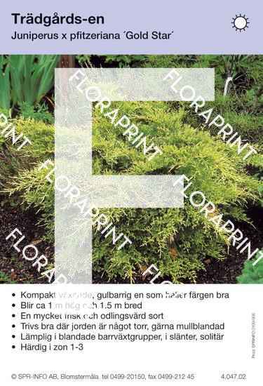 Juniperus x pfitz Goldstar