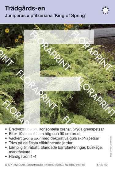 Juniperus x pfitz King of Spring