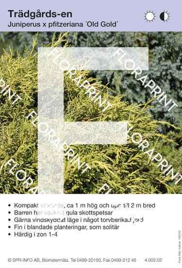 Juniperus x pfitz Old Gold