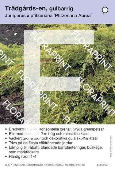 Juniperus x pfitz Pfitzeriana Aurea