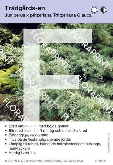 Juniperus x pfitz Pfitzeriana Glauca