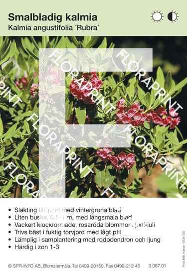 Kalmia angustifolia Rubra