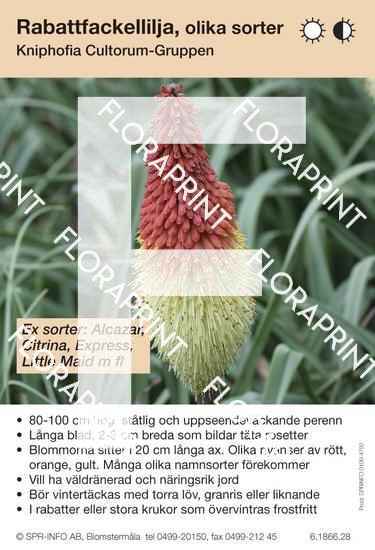 Kniphofia Cultorum-Grp allm (sorter:)