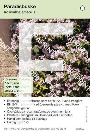 kolkwitzia_amabilis Kolkwitzia amabilis