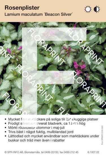 Lamium maculatum Beacon Silver