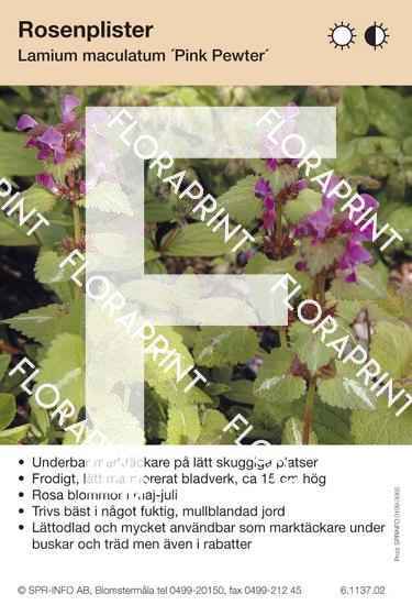 Lamium maculatum Pink Pewter