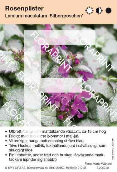 Lamium maculatum Silbergroschen