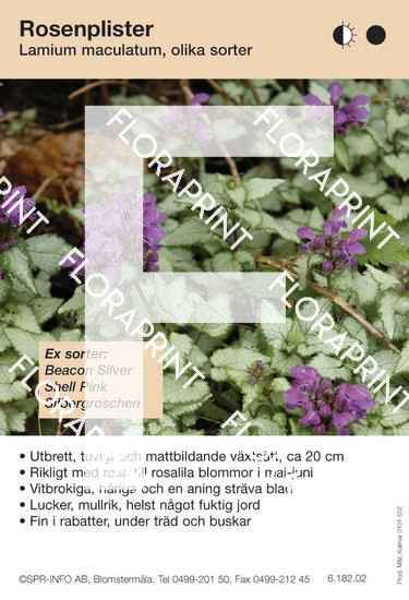 Lamium maculatum (sorter:)