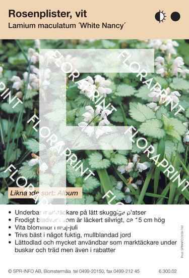 Lamium maculatum White Nancy (likn sort:)