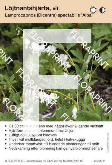 Lamprocapnos (Dicentra) spectabilis Alba