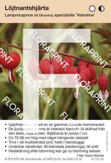 Lamprocapnos (Dicentra) spectabilis Valentine