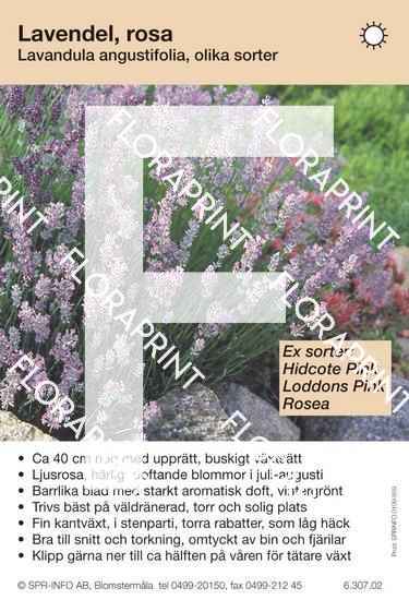 Lavandula angustifolia allm rosa (sorter:)