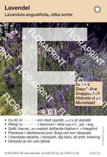 Lavandula angustifolia allm (sorter:)