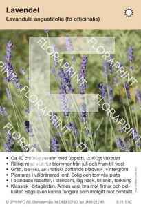 Lavandula angustifolia (officinalis)