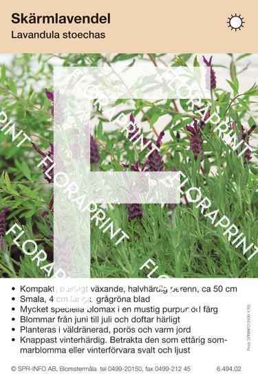 Lavandula stoechas