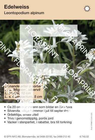 Leontopodium alpinum (likn arter:)