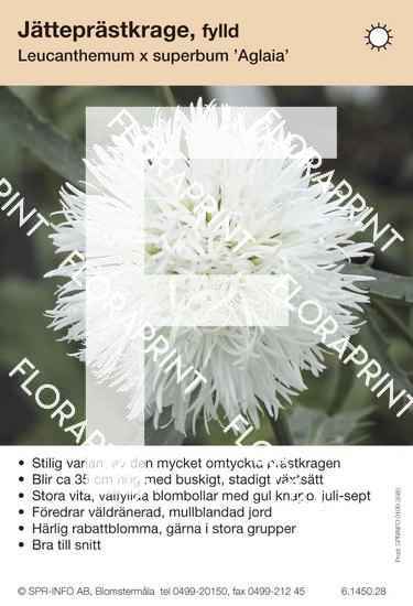 Leucanthemum superbum Aglaia