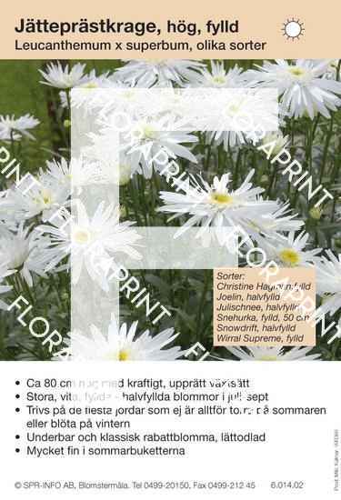 Leucanthemum superbum allm hög fylld (sorter)