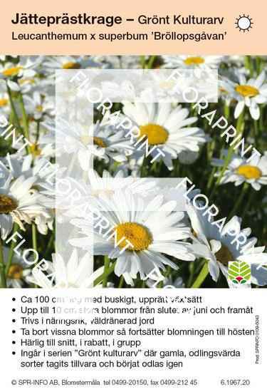 Leucanthemum superbum Bröllopsgåvan