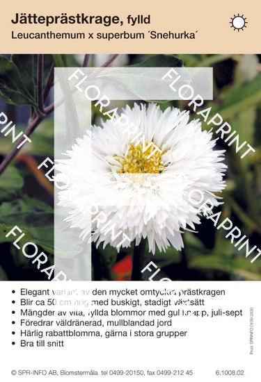 Leucanthemum superbum Schneehurka