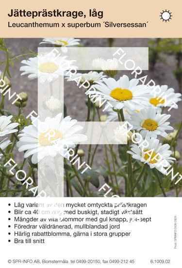 Leucanthemum superbum Silversessan