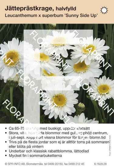 Leucanthemum superbum Sunny Side Up