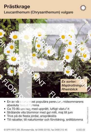 Leucanthemum vulgare