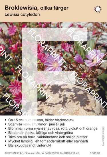 Lewisia  cotyledon allm