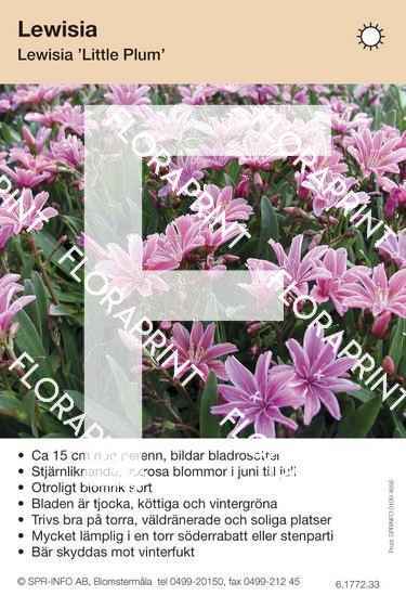 Lewisia Little Plum