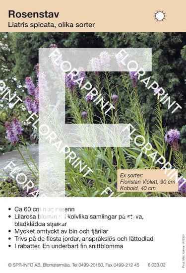 Liatris spicata allm lila (sorter:)