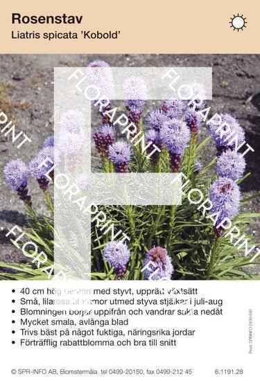 Liatris spicata Kobold