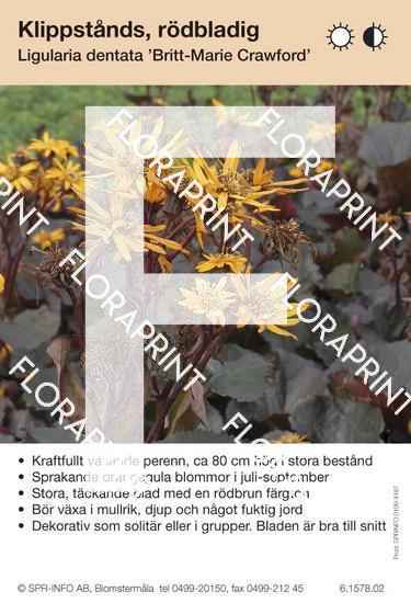 Ligularia dentata Britt-Marie Crawford