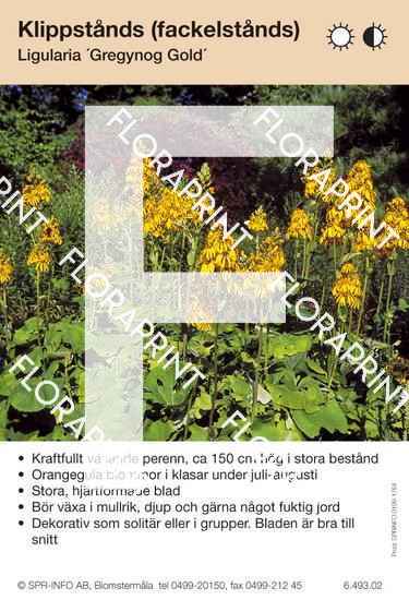 Ligularia Gregynog Gold