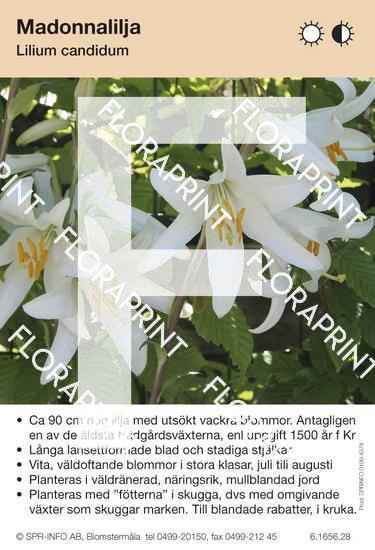 Lilium candidum