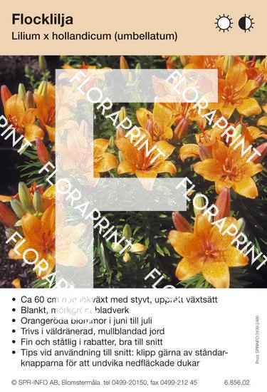 Lilium hollandicum