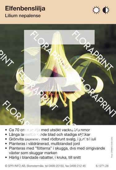 Lilium nepalense