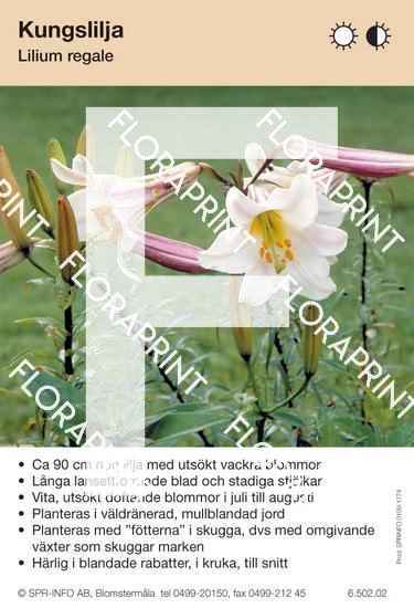 Lilium regale