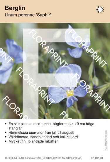 Linum perenne Saphir