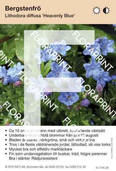 Lithodora diffusa Heavenly Blue