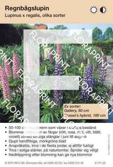 Lupinus regalis (fd polyphyllus) allm bl. färger (sorter:)