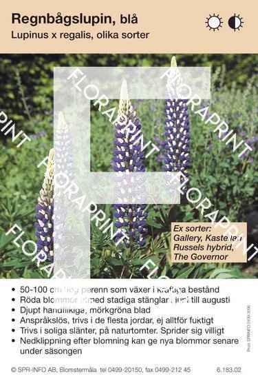 Lupinus regalis (fd polyphyllus) allm blå (sorter:)