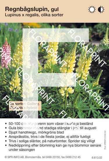 Lupinus regalis (fd polyphyllus) allm gul (sorter:)